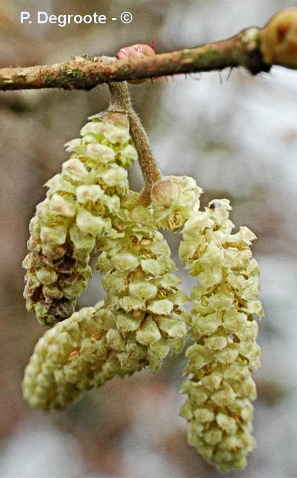 Corylus avellana